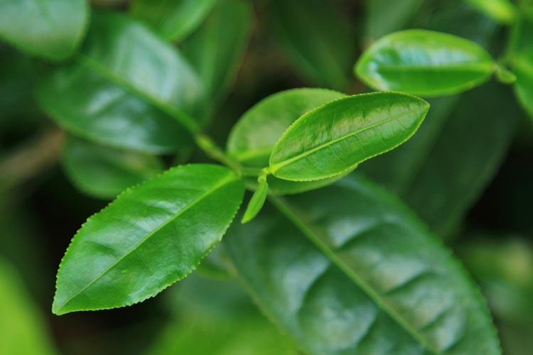 Green Tea