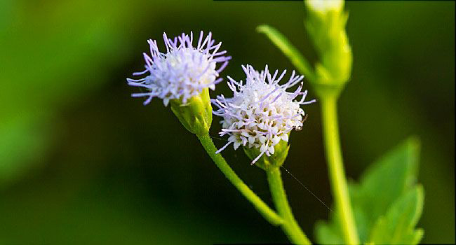horny goat weed
