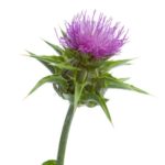 milk thistle extract