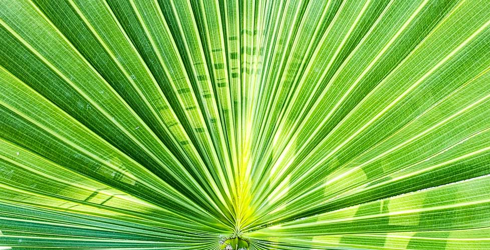saw palmetto oem product