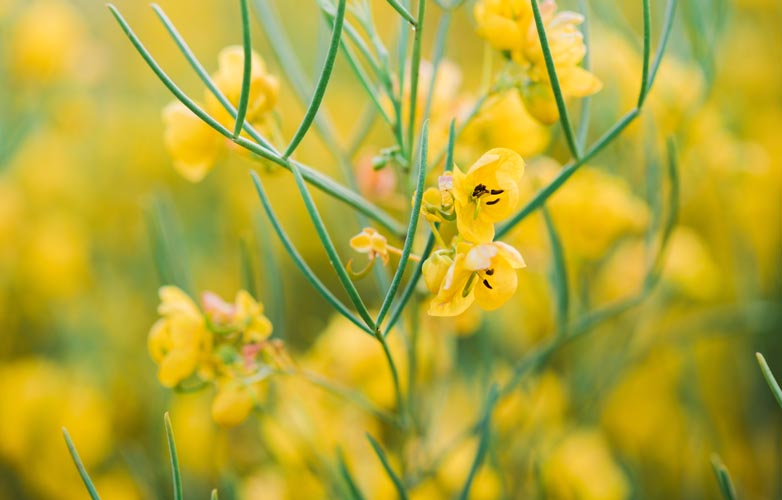 senna